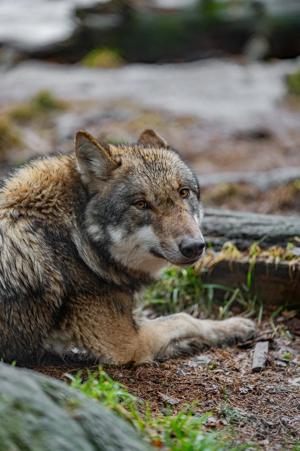 Loup gris couché au repos sur un sol de gravier