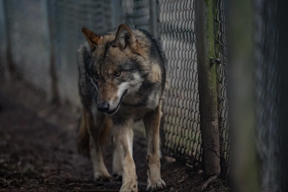 Loup gris marchant le long d'une clôture grillagée