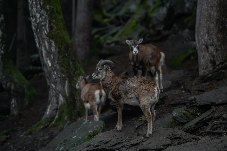 Groupe de mouflons sur un versant rocheux boisé