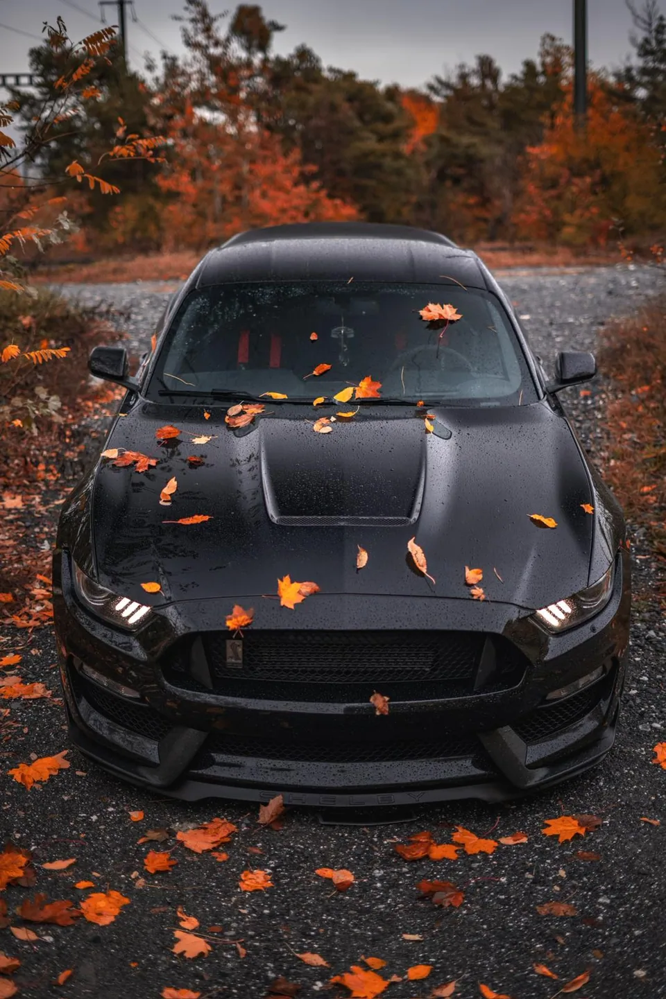 Capot d'une Ford Mustang Shelby GT350 noire couvert de feuilles mortes